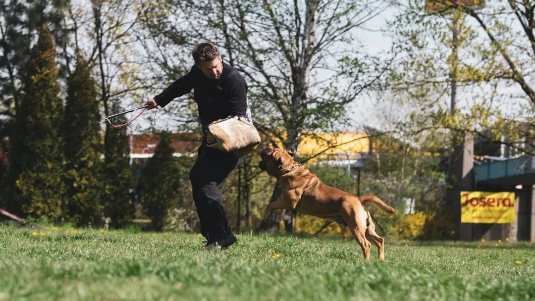 Chien agressif : comment réagir et se faire aider