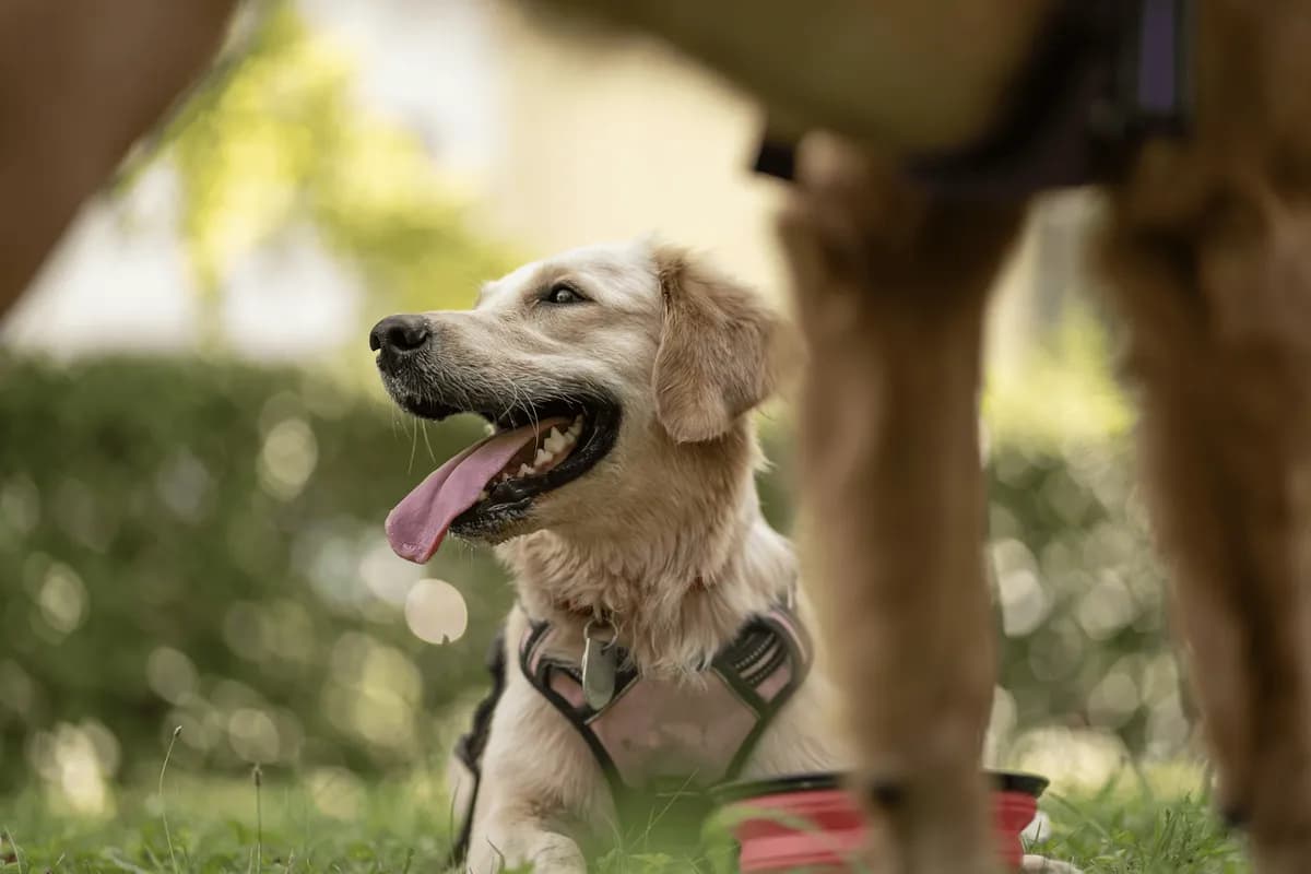 Pourquoi faire appel à un éducateur canin pro