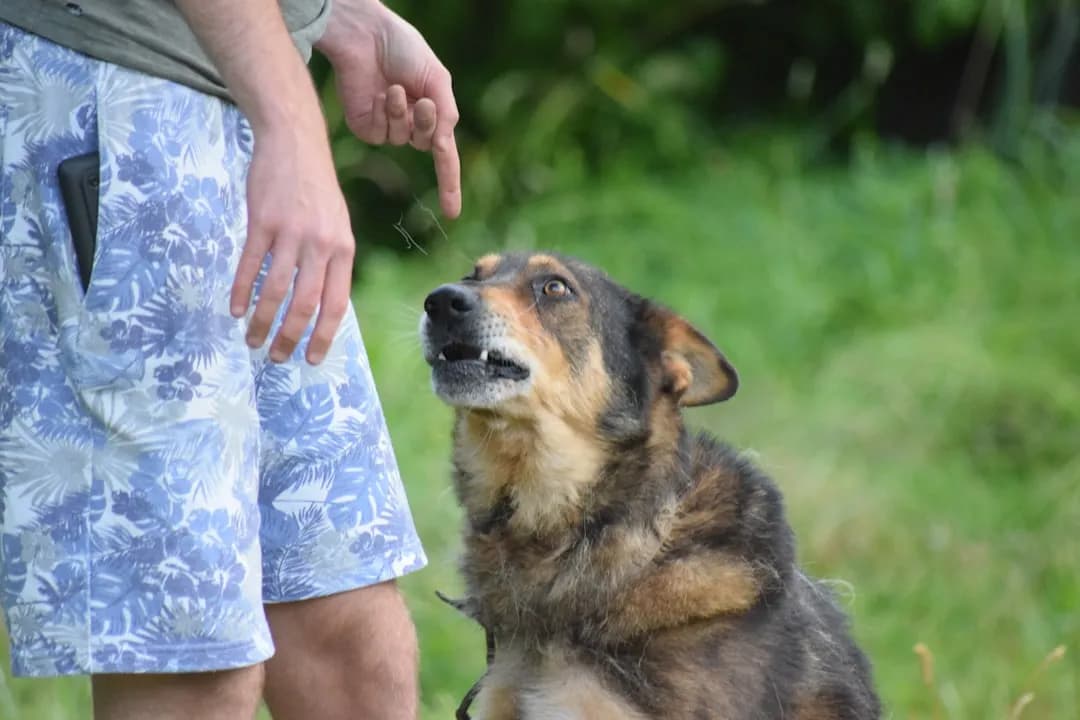 Comment choisir son éducateur canin à Toulouse