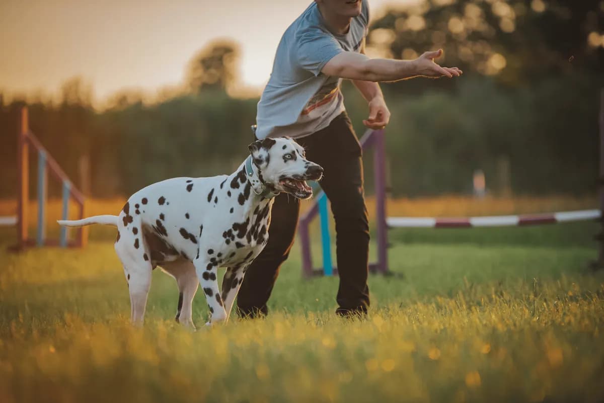 Les 5 ordres de base à apprendre à son chien