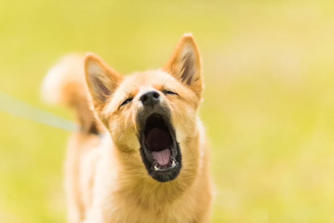 Mon chien aboie tout le temps : causes et solutions