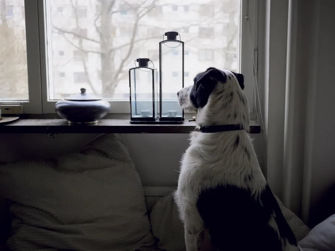 Angoisse de séparation du chien : que faire ?