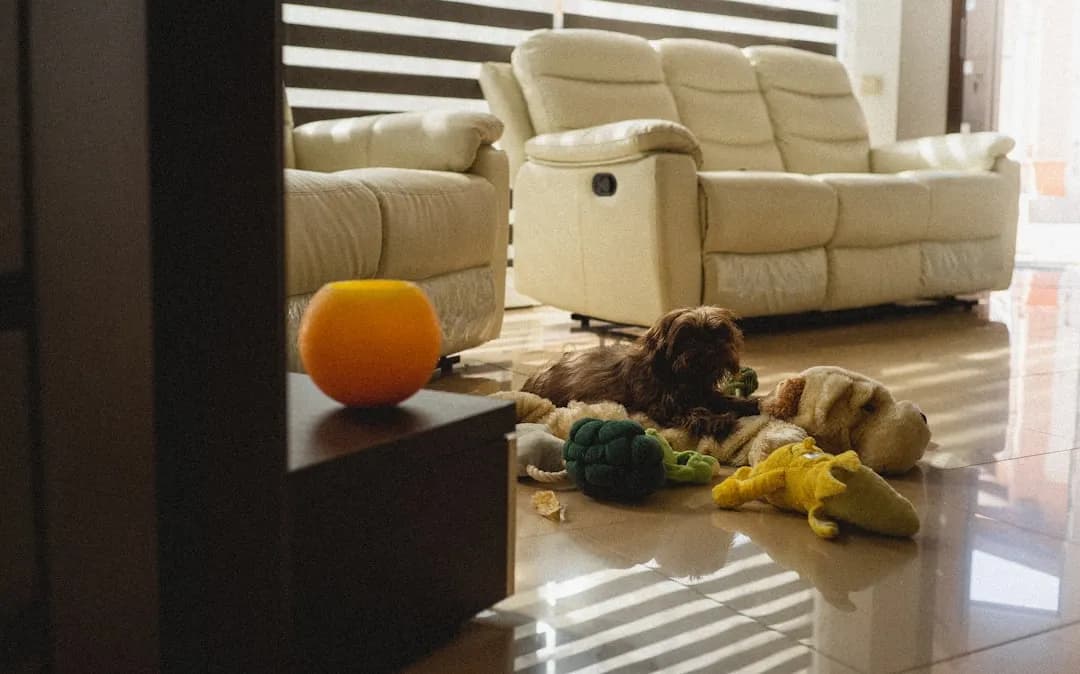 Mon chien détruit tout : comprendre et agir