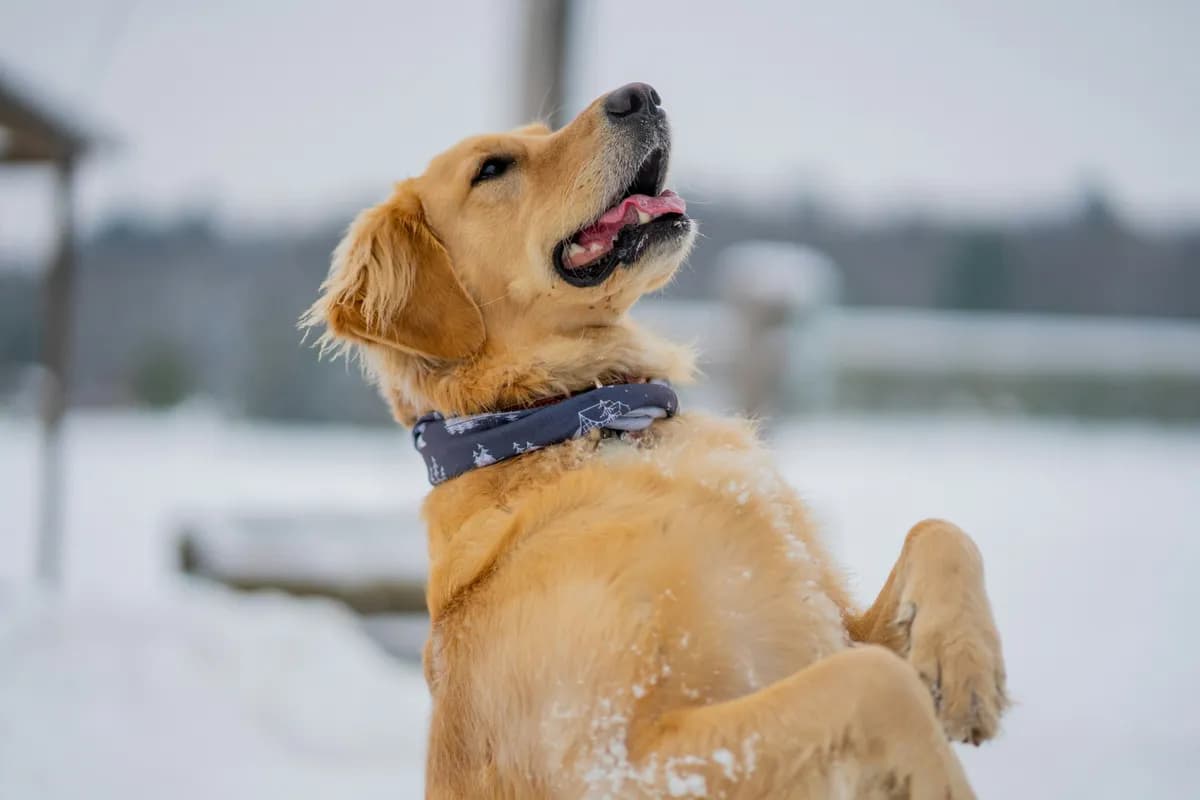 Chien qui saute sur les gens : comment corriger